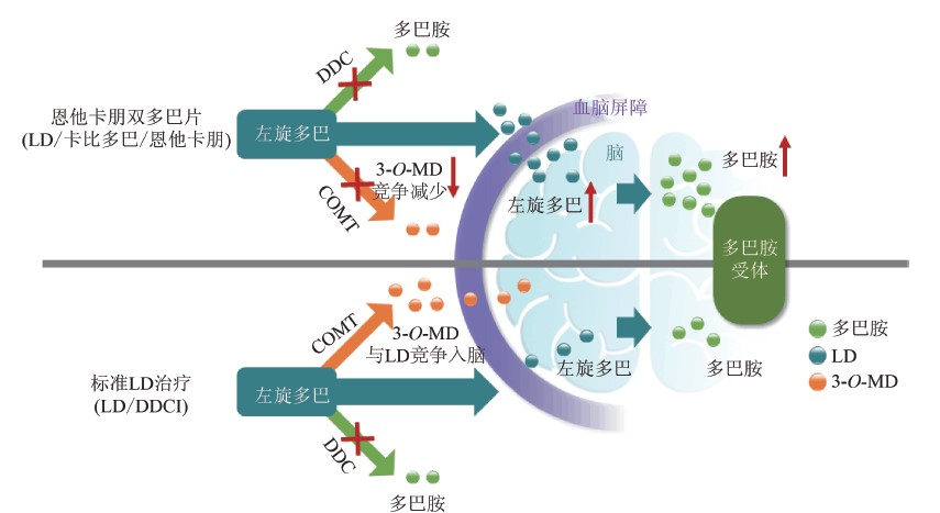 左旋多巴—治疗帕金森的双刃剑